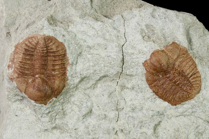 Two Ordovician Trilobite (Ampyxina) Fossils - Missouri #137259